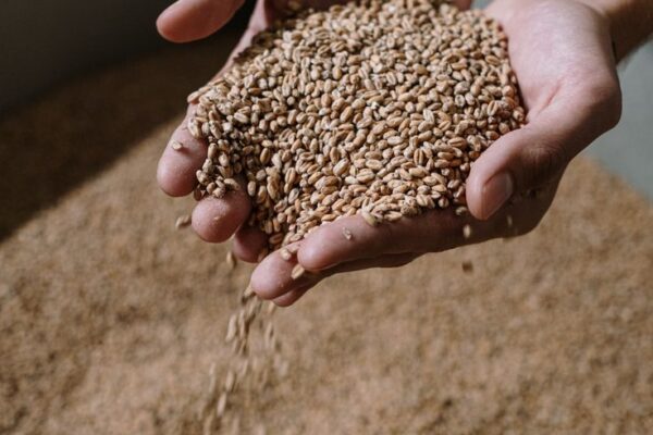 Fresh wheat grains close-up – Wheat Price Trends in India March 2025