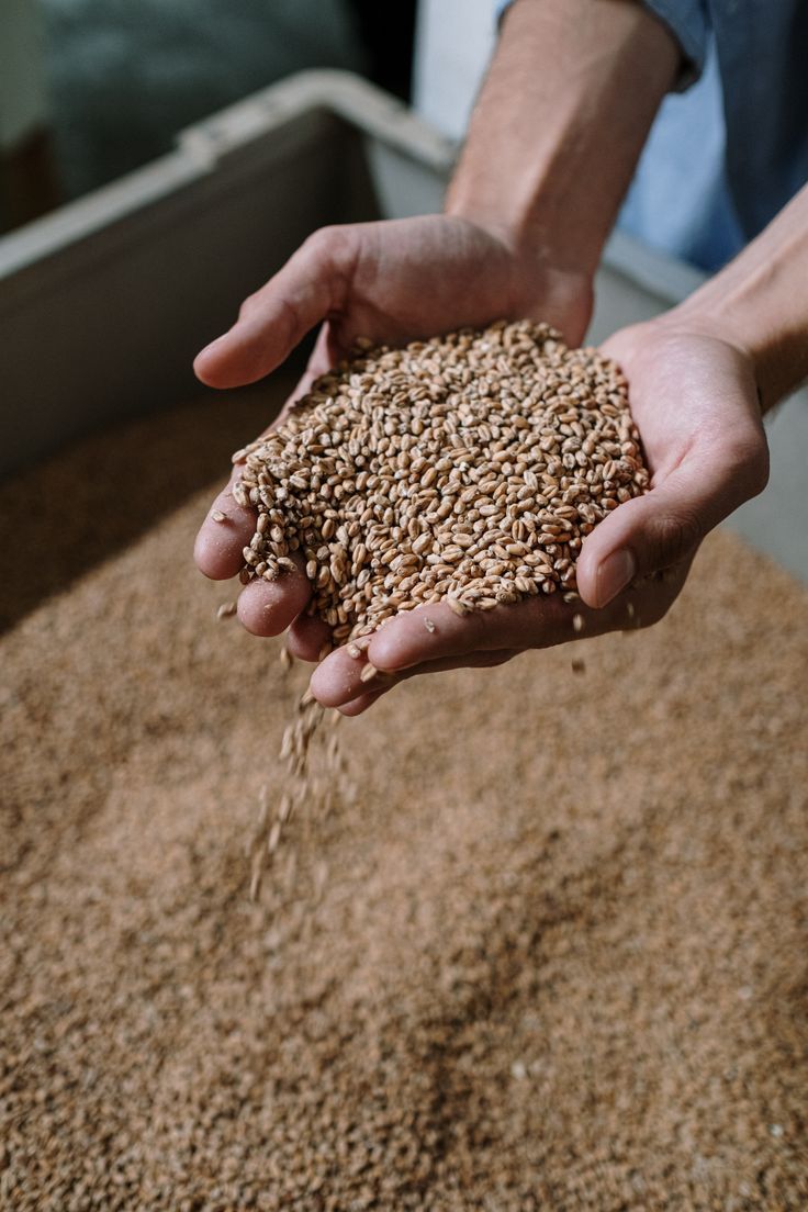 Fresh wheat grains close-up – Wheat Price Trends in India March 2025